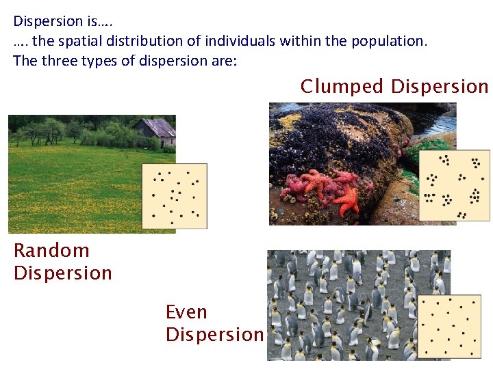 Dispersion is…. …. the spatial distribution of individuals within the population. The three types