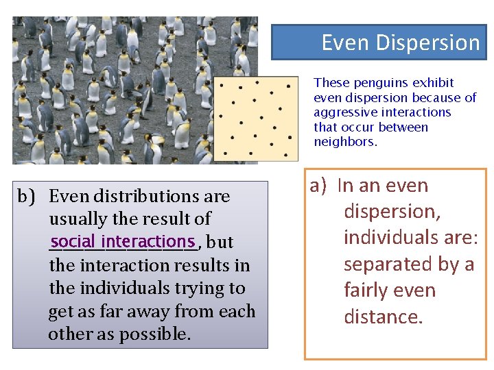 Even Dispersion These penguins exhibit even dispersion because of aggressive interactions that occur between