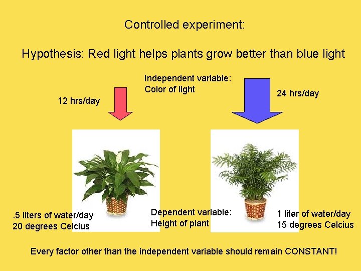 Controlled experiment: Hypothesis: Red light helps plants grow better than blue light Independent variable: