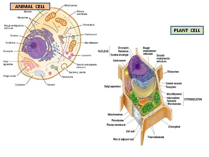 ANIMAL CELL PLANT CELL 