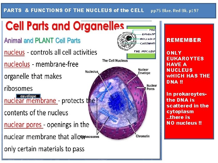 PARTS & FUNCTIONS OF THE NUCLEUS of the CELL pp 75 Blue. Red Bk.