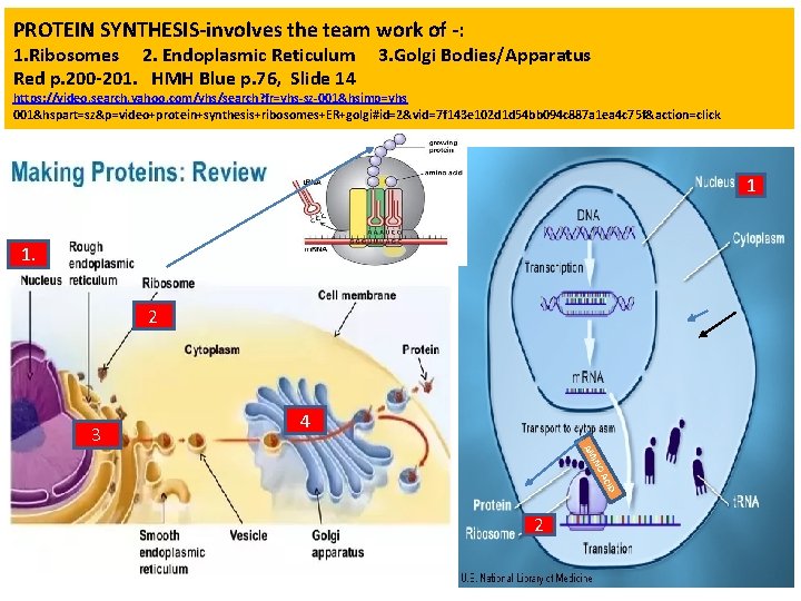 PROTEIN SYNTHESIS‐involves the team work of ‐: 1. Ribosomes 2. Endoplasmic Reticulum Red p.