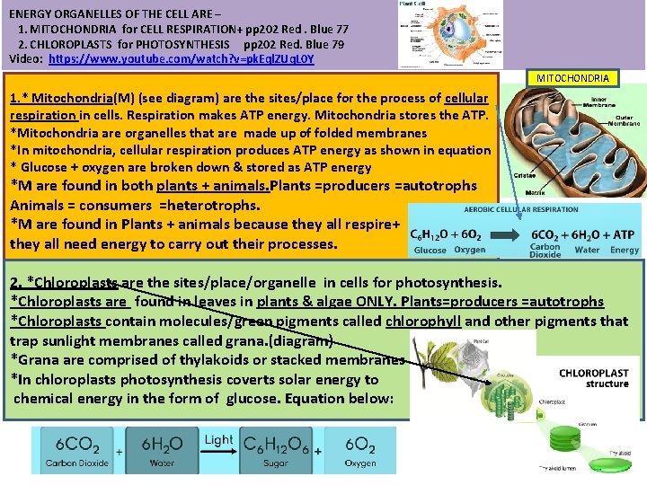 ENERGY ORGANELLES OF THE CELL ARE – 1. MITOCHONDRIA for CELL RESPIRATION+ pp 202