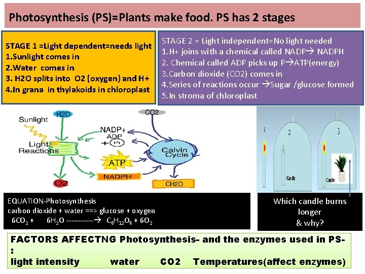 Photosynthesis (PS)=Plants make food. PS has 2 stages STAGE 1 =Light dependent=needs light 1.