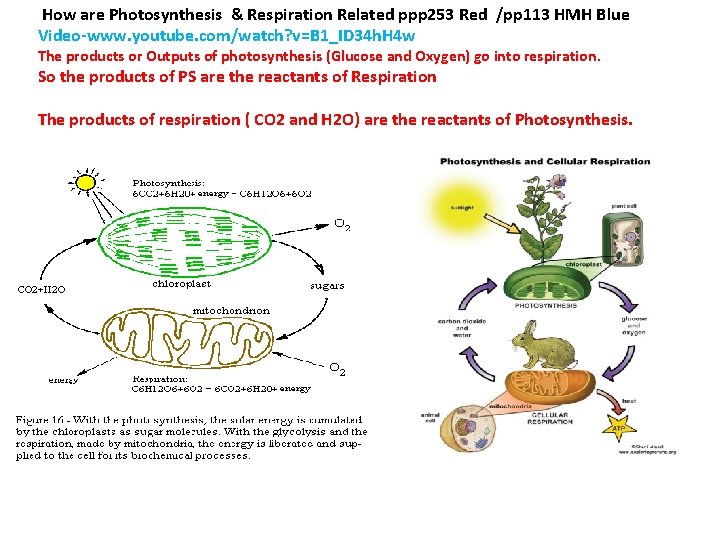 How are Photosynthesis & Respiration Related ppp 253 Red /pp 113 HMH Blue Video‐www.