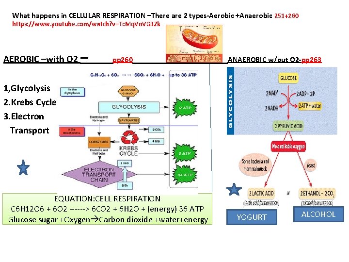 What happens in CELLULAR RESPIRATION –There are 2 types‐Aerobic +Anaerobic 251+260 https: //www. youtube.