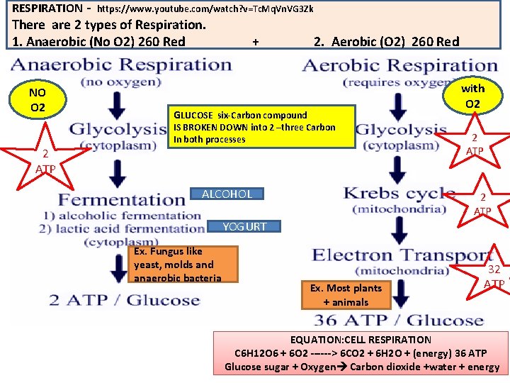 RESPIRATION ‐ https: //www. youtube. com/watch? v=Tc. Mq. Vn. VG 3 Zk There are