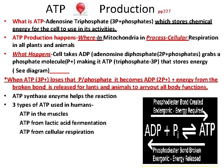 ATP Production pp 227 • What is ATP‐Adenosine Triphosphate (3 P+phosphates) which stores chemical