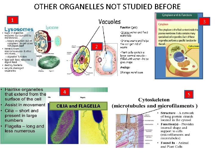 OTHER ORGANELLES NOT STUDIED BEFORE 1 3 2 4 CILIA and FLAGELLA 5 