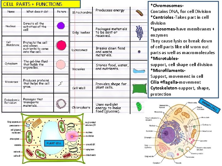 CELL PARTS + FUNCTIONS *Chromosomes‐ Contains DNA, for cell Division *Centrioles-Takes part in cell