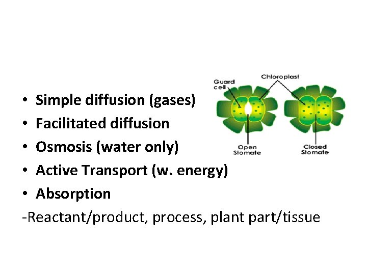  • Simple diffusion (gases) • Facilitated diffusion • Osmosis (water only) • Active