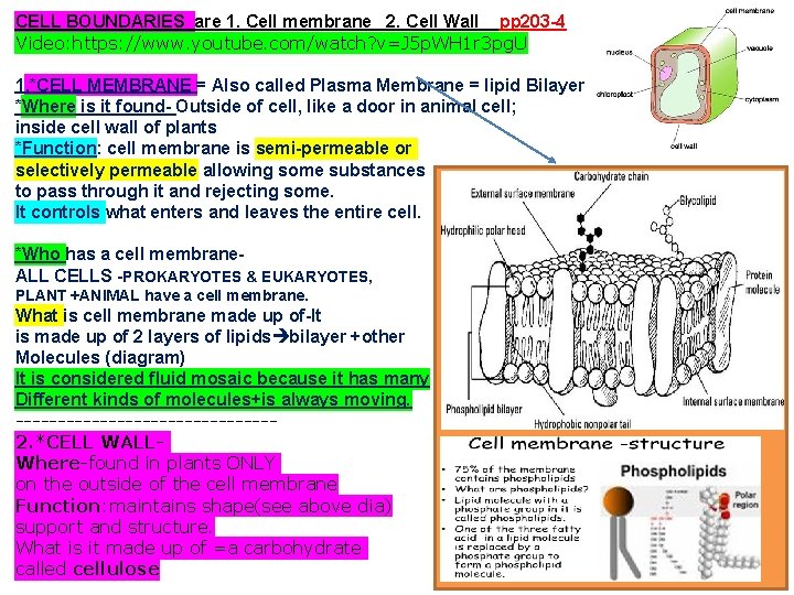 CELL BOUNDARIES are 1. Cell membrane 2. Cell Wall pp 203 -4 Video: https: