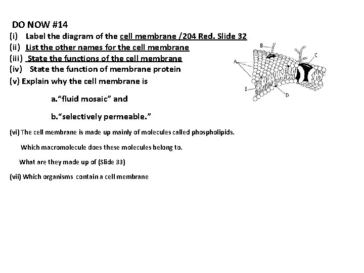 DO NOW #14 (i) Label the diagram of the cell membrane /204 Red. Slide