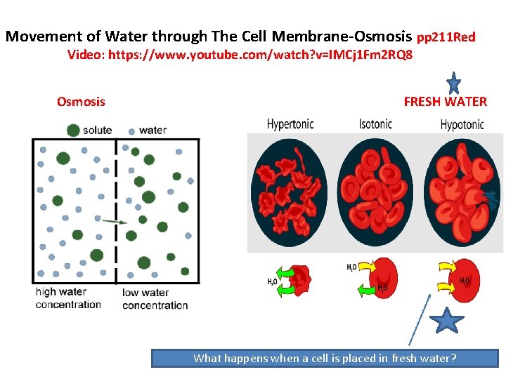 Movement of Water through The Cell Membrane‐Osmosis pp 211 Red Video: https: //www. youtube.