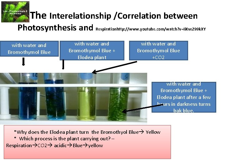 The Interelationship /Correlation between Photosynthesis and Respirationhttp: //www. youtube. com/watch? v=Ii. Kve. Z 99