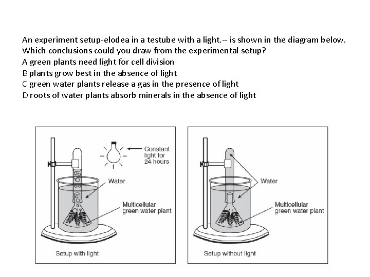 An experiment setup-elodea in a testube with a light. -- is shown in the