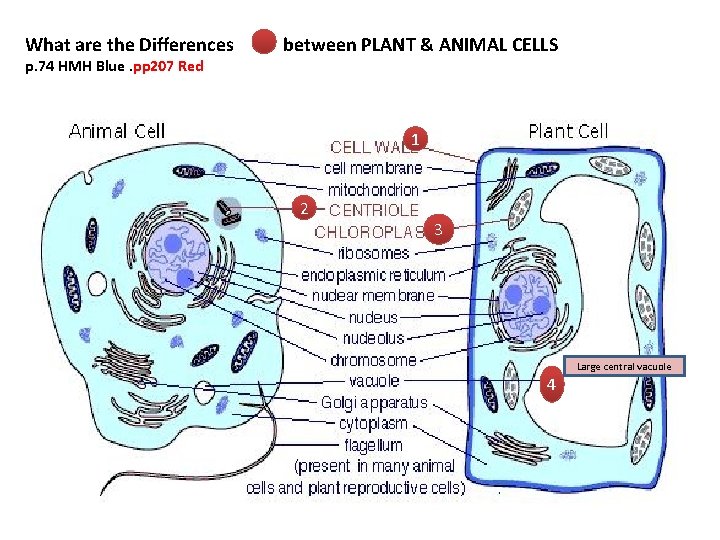 What are the Differences p. 74 HMH Blue. pp 207 Red between PLANT &