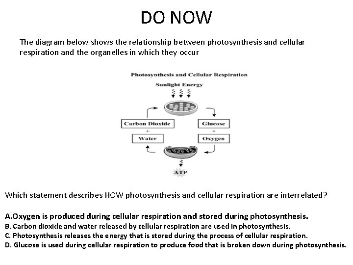 DO NOW The diagram below shows the relationship between photosynthesis and cellular respiration and