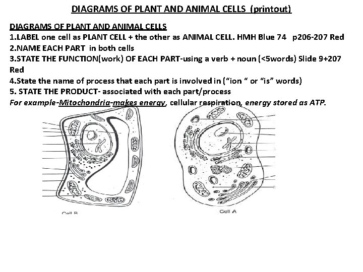 DIAGRAMS OF PLANT AND ANIMAL CELLS (printout) DIAGRAMS OF PLANT AND ANIMAL CELLS 1.