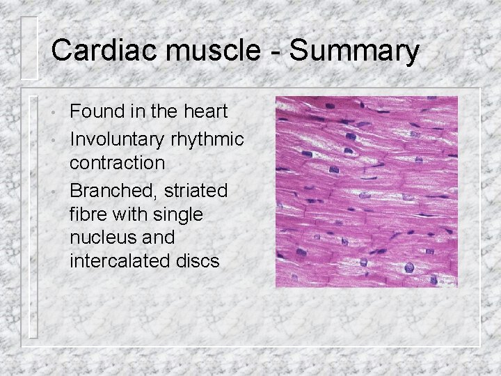 Cardiac muscle - Summary • • • Found in the heart Involuntary rhythmic contraction