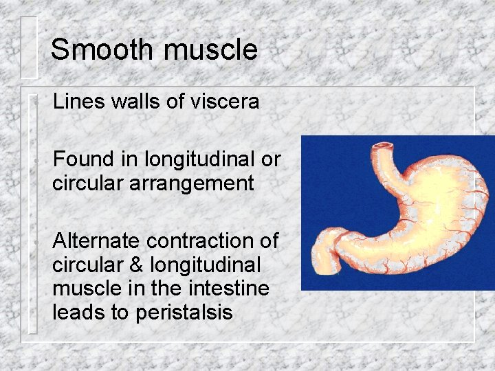 Smooth muscle • Lines walls of viscera • Found in longitudinal or circular arrangement