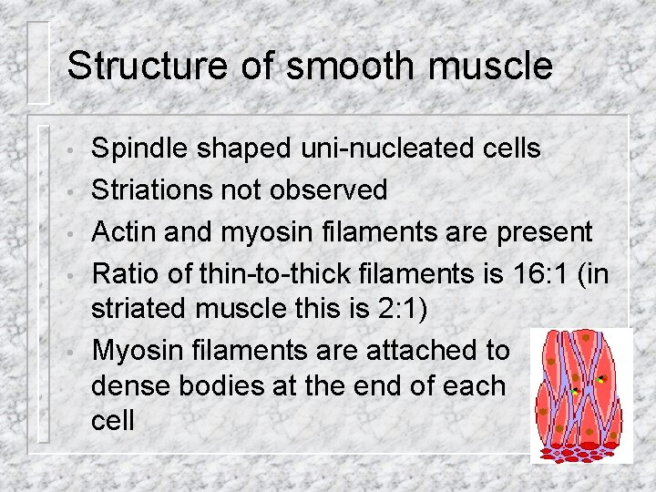 Structure of smooth muscle • • • Spindle shaped uni-nucleated cells Striations not observed