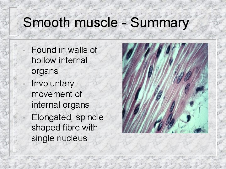Smooth muscle - Summary • • • Found in walls of hollow internal organs