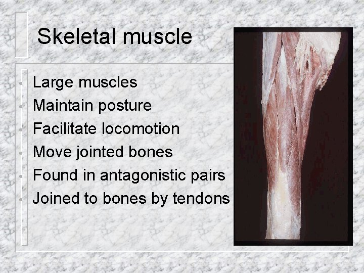 Skeletal muscle • • • Large muscles Maintain posture Facilitate locomotion Move jointed bones