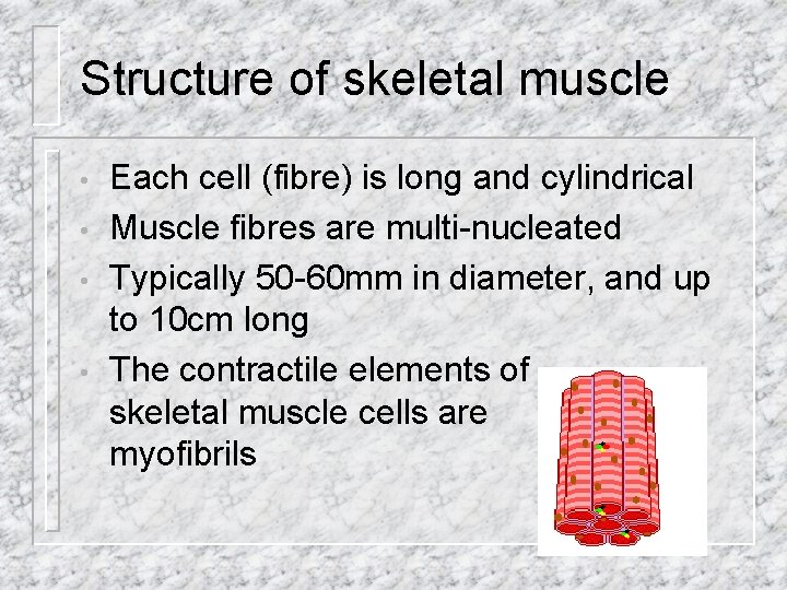 Structure of skeletal muscle • • Each cell (fibre) is long and cylindrical Muscle