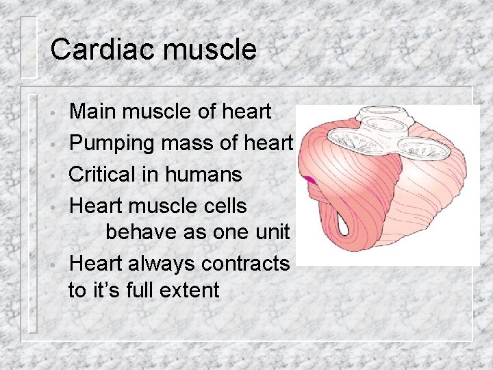 Cardiac muscle • • • Main muscle of heart Pumping mass of heart Critical
