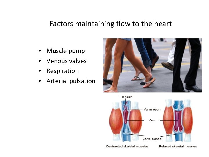 Factors maintaining flow to the heart • • Muscle pump Venous valves Respiration Arterial