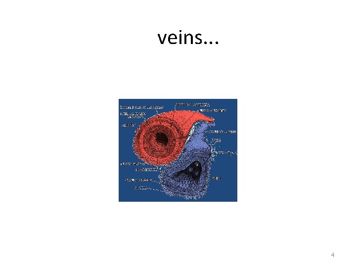 veins. . . 4 