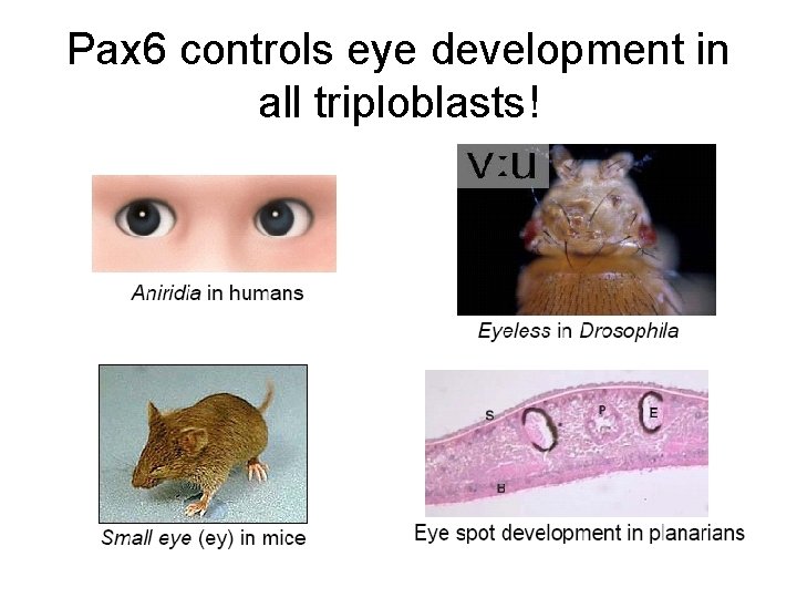 Pax 6 controls eye development in all triploblasts! 