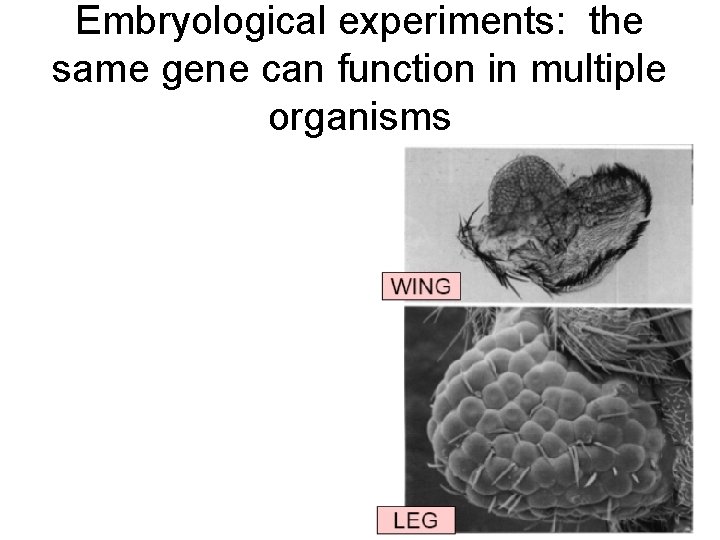 Embryological experiments: the same gene can function in multiple organisms 