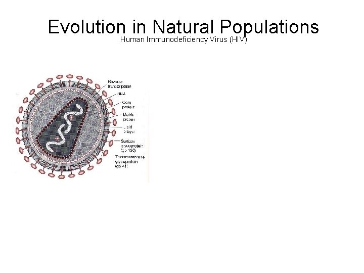 Evolution in Natural Populations Human Immunodeficiency Virus (HIV) 