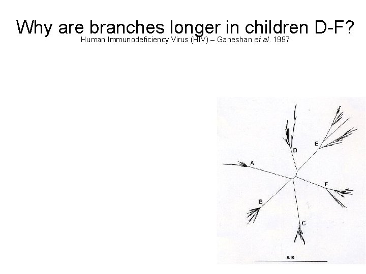 Why are. Human branches longer in children D-F? Immunodeficiency Virus (HIV) – Ganeshan et
