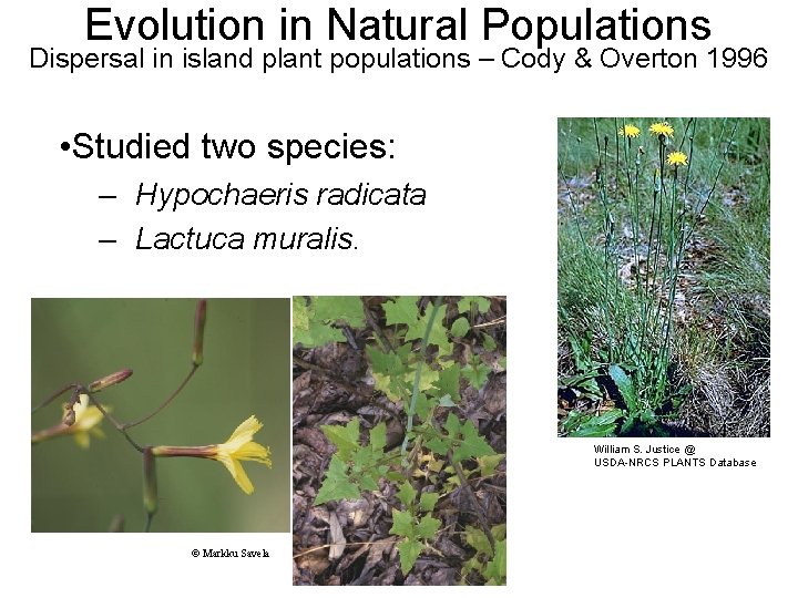 Evolution in Natural Populations Dispersal in island plant populations – Cody & Overton 1996