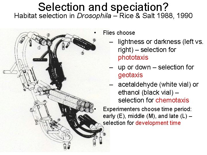 Selection and speciation? Habitat selection in Drosophila – Rice & Salt 1988, 1990 •