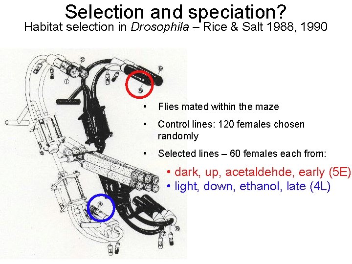 Selection and speciation? Habitat selection in Drosophila – Rice & Salt 1988, 1990 •