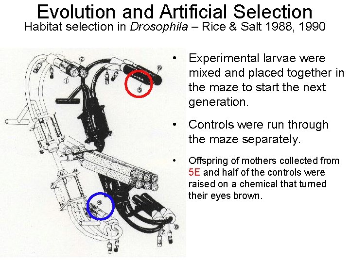 Evolution and Artificial Selection Habitat selection in Drosophila – Rice & Salt 1988, 1990