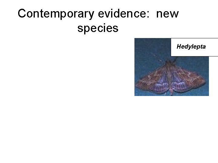 Contemporary evidence: new species Hedylepta 