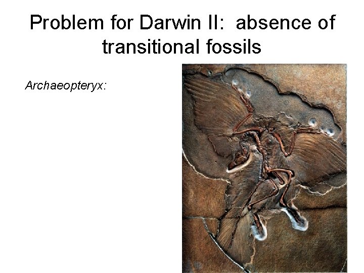 Problem for Darwin II: absence of transitional fossils Archaeopteryx: 