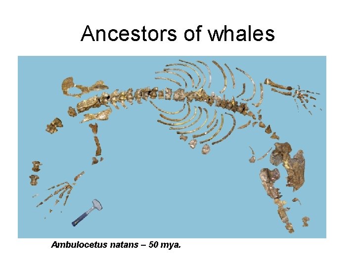 Ancestors of whales Ambulocetus natans – 50 mya. 
