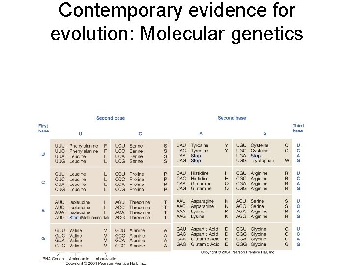 Contemporary evidence for evolution: Molecular genetics 