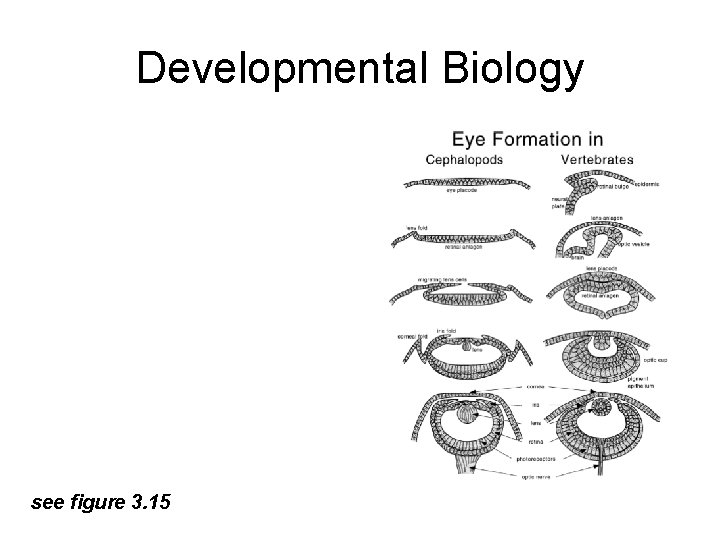 Developmental Biology see figure 3. 15 