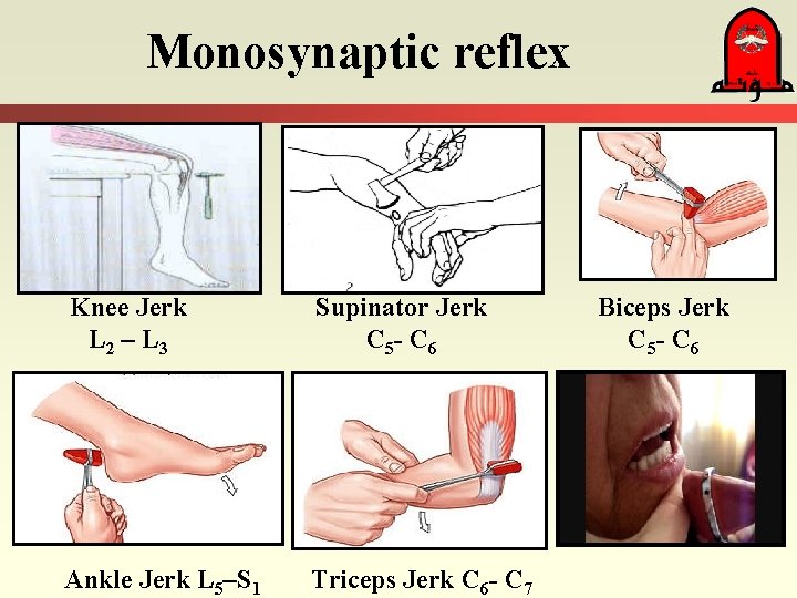 Monosynaptic reflex Knee Jerk L 2 – L 3 Supinator Jerk C 5 -