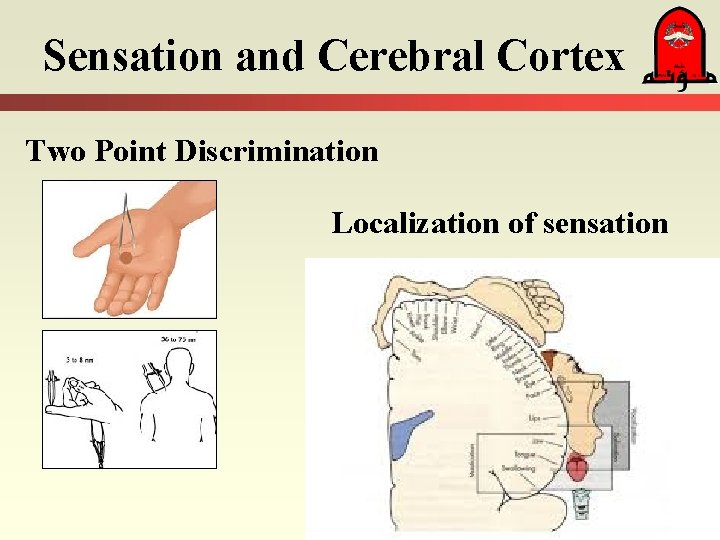 Sensation and Cerebral Cortex Two Point Discrimination Localization of sensation 