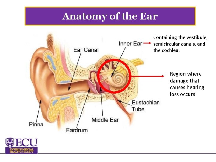 Anatomy of the Ear Containing the vestibule, semicircular canals, and the cochlea. Region where