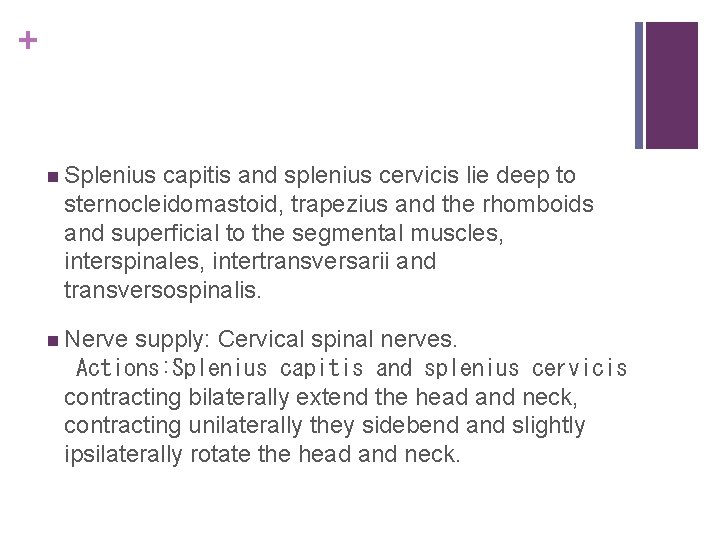 + n Splenius capitis and splenius cervicis lie deep to sternocleidomastoid, trapezius and the