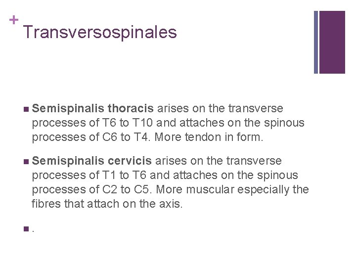 + Transversospinales n Semispinalis thoracis arises on the transverse processes of T 6 to